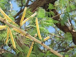 Acacia Sundra, Deciduous Perennial Tree