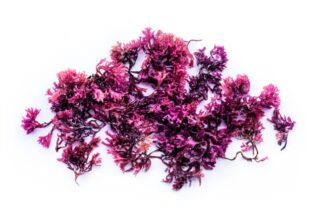 Irish sea moss uses and benefits Irish sea moss
