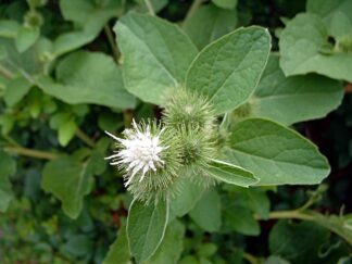 Arctium lappa