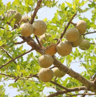 Bael, Bilva, Bengal quince, golden apple, Japanese bitter orange, stone apple,wood apple,Marendu, Bilvapandu,Vilvam,Bilva patre