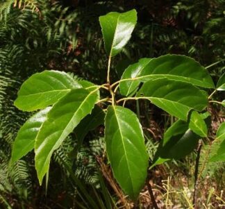 Elaeocarpus oblongus