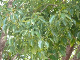 Pachai karpooram camphor tree, cinnamomum camphora, கற்பூரம் மரம், kapura, kapura maram, canramu