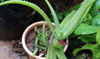 Red Aloevera