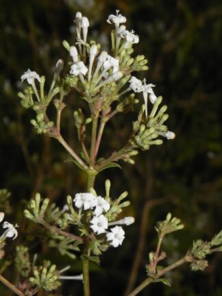 Spermadictyon suaveolens