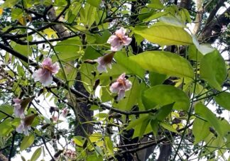 Stereospermum chelonoides