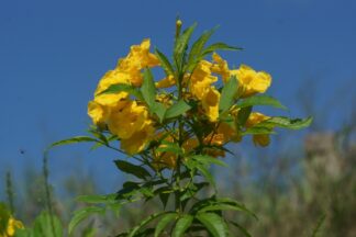 Tecoma stans