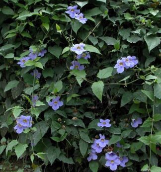 Thunbergia grandiflora