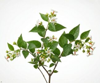 Nyctanthes arbor-tristis uses and benefits