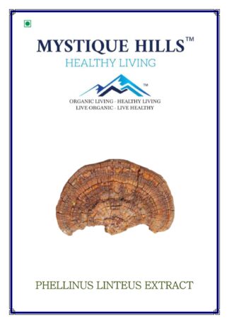 Phellinus linteus mushroom