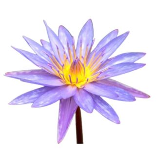 Blue lotus petal uses and benefits
