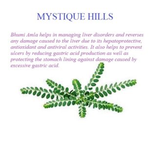 Bhumyamlaki uses and benefits