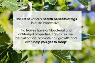 Fig-Leaves-uses-and-benefits