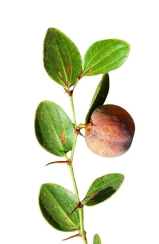 JUJUBE Leaves