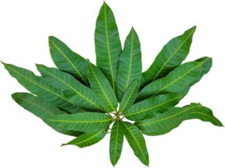 Mango leaves uses and benefits