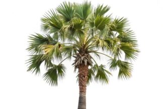 doub palm, tala palm, toddy palm, lontar palm, wine palm, ice apple,palmyra palm,African palmyra palm, Rônier