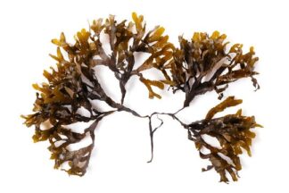 Sea Kelp uses and benefits