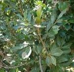 Aglaia elaeagnoidea