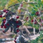 Abrus Precatorius