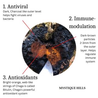 Chaga Mushroom