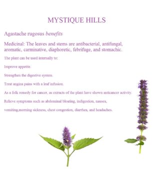 Agastache Rugosus benefits