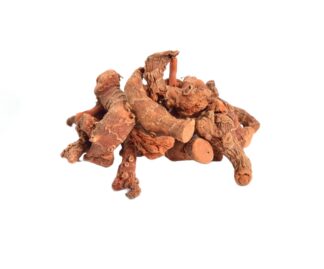 Alpinia officinarum rhizome