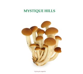 Agrocybe cylindracea uses and benefits