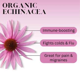 Echinacea flower uses and benefits