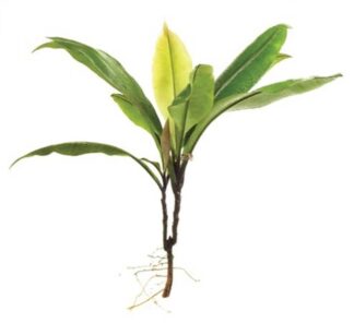 Labisia pumila