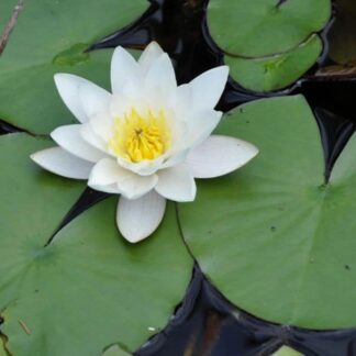 White lotus, particularly its oil and extracts, are used for various purposes, including skincare, aromatherapy, and traditional medicine, with potential benefits ranging from promoting relaxation and reducing stress to improving skin health and aiding digestion