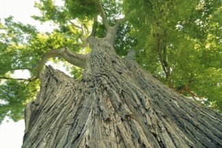 Slippery Elm