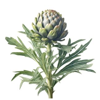 Artichoke