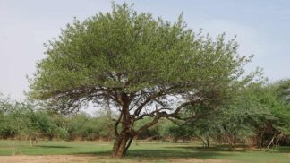 Acacia Senegal