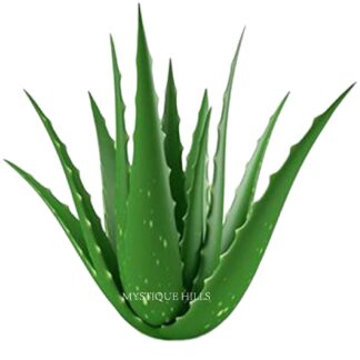 Aloe vera offers a wide range of uses and benefits, primarily for skin and hair health, but also for internal health. It's known for its soothing and moisturizing properties, making it effective for sunburns, minor burns, and irritated skin. Additionally, aloe vera can aid in wound healing, reduce inflammation, and even help with digestive issues.