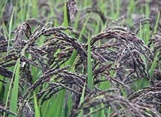 Forbidden Rice, Emperor's Rice, Purple Rice, Karuppu Kavuni Rice
