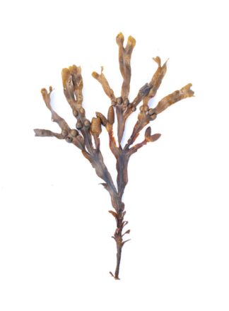 bladderwrack, black tang, rockweed, sea grapes, bladder fucus, sea oak, cut weed, dyers fucus, red fucus , rock wrack