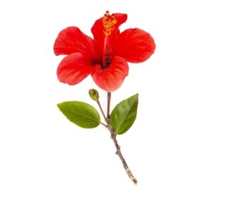 Chinese Hibiscus, China Rose, Hawaiian Hibiscus, Shoeblack Plant, Rose Mallow, Shoe Flower, Rose of China, and Tropical Hibiscus. Kembang Sepatu, Gudhal, Japākusuma, Japāpushpa, Astromelia, clavel japonés, rosa de cayena, cañeno, escandalosa, Hibisceae tribe, Hibiscus, Hibiscus rosa-sinensis,गुड़हल), जापा पुष्पा,जासुद,Shoe Flower Gudhal, Japa Pushpa, Jasud, Jaswand, Java Pushpamu, Dasavala, Chembarathi, Semparuthi, Mandar, Mondoro, Ayamparathi, Rose Mallow, Tropical Hibiscus, Japa, Jasum, Dasara, Dasanamu, Mandara,