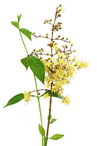 Lawsonia inermis