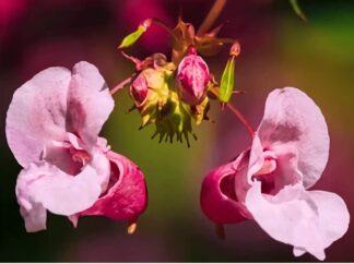 Impatiens glandulifera, also known as Himalayan balsam, has both medicinal and practical uses. Its leaves, stems, and flowers can be used in traditional medicine to treat various ailments, and the plant also has edible parts.