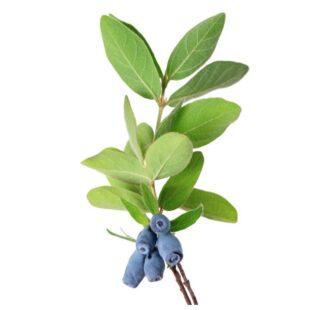 Lonicera caerulea and Lonicera xylosteum