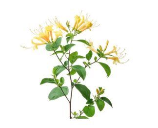 Honeysuckle, Common Honeysuckle, European Honeysuckle, Woodbine
