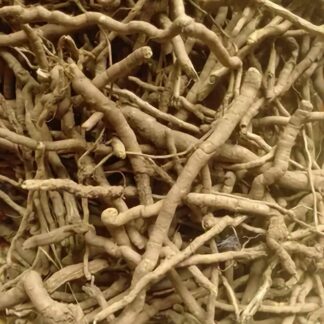 Lacadje, Mondia whitei, Mukombero., Mulondo, mundi, Muombo, ndrah nditeh, Nhavoma, nkang bongo, White's ginger, yang
