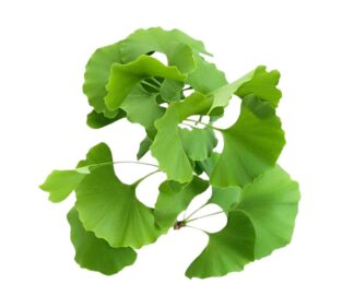 maidenhair tree ,Ginkgo biloba, Gingko, Ginkgo,gymnosperm tree, ginkgo , gingko