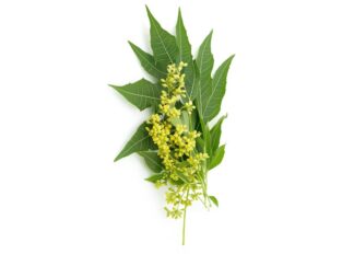 Neem bark, also known as Azadirachta indica bark, has various other names including "Neem Chhal," "Margosa Tree Bark," "Indian Lilac Bark," and in different Indian languages like "Veppu" (Tamil), "Turakabevu" (Kannada), and "Nim" (Hindi). Here's a more detailed breakdown: Common Names: English: Neem bark, Margosa tree bark, Indian lilac bark Hindi: Nim chal, Nim chhal Kannada: Turakabevu, Huchchabevu, Chikkabevu Malayalam: Veppu, Aryaveppu, Kaippanveppu Sanskrit: Nimbah, Prabhadrah Tamil: Vempu, Veppu, Arulundi Telugu: Kindavepu, Turakavepu Other: Aazaad (Unani), Picumardah, Aristah, Picumandah Scientific Name: Azadirachta indica.
