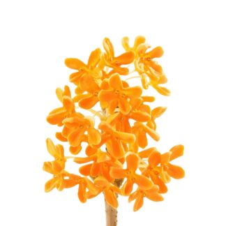 sweet osmanthus, sweet olive, tea olive, fragrant olive,Gui Hua,Mu Xi,木犀,桂花, sweet osmanthus, sweet olive, tea olive, fragrant olive,Osmanthus americanus,Osmanthus x burkwoodii,Osmanthus heterophyllus,Osmanthus fragrans ,holly osmanthus