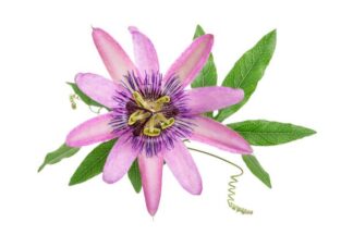 passion vine, apricot vine, maypop, Jhumko Lata" Purple passion flower, Wild passion flower , Water lemon , Passiflora incarnata, Krishna Kamal, Fleur de la Passion, Maracuja, Burucuya, Corona de Cristo, Fleur de Passiflore, Flor de Passion, Granadilla, Grandilla, Grenadille, Madre Selva, Maracuya, Maypop Passion Flower, Pasiflora, Pasionari, Pasionaria, Passiflorae, Bluecrown Passion flower,Passiflora caerulea, Blue Passion flower, Passiflora caerulea, ,Common Passionflower, Passiflora caerulea, Flower of the Five Wounds, Passiflora caerulea, Southern Beauty, Passiflora caerulea, Wild Apricot, Passiflora caerulea