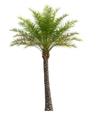 Wild Date Palm,Indian Date Palm, Date-Sugar Palm, Silvester Palm,Toddy Palm, Indian Date Palm, Date Sugar Palm, Silver Date Palm