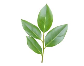 Soursop, Graviola, Guanabana, Brazilian paw paw,Lakshman Phal , Ramphal,Mullu Seetha , Ramseetaphal,Guanabana