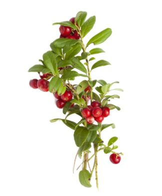 Bearberry, Bear's grape, Hog Craneberry, Kinnikinnick, Sandberry ,Arctostaphylos uva-ursi,mealberry, sandberry, mountain box, fox plum, hog crawberry, kinnikinnick,Bearberry, Bears grape, Hog Craneberry, Kinnikinnick, Sandberry, uva-ursi,kinnikinnick, Uva ursi, Bear's grape, Mountain Cranberry, Foxberry, Upland Cranberry,bearberry