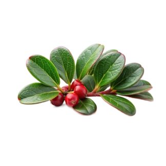 Bearberry, Bear's grape, Hog Craneberry, Kinnikinnick, Sandberry ,Arctostaphylos uva-ursi,mealberry, sandberry, mountain box, fox plum, hog crawberry, kinnikinnick,Bearberry, Bears grape, Hog Craneberry, Kinnikinnick, Sandberry, uva-ursi,kinnikinnick, Uva ursi, Bear's grape, Mountain Cranberry, Foxberry, Upland Cranberry,bearberry