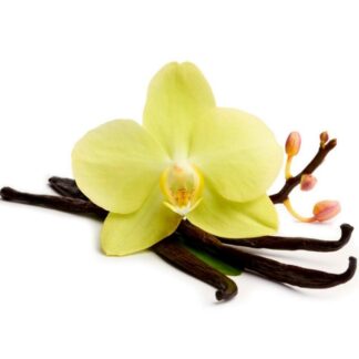 Bourbon vanilla, Madagascar vanilla, Vanilla planifolia,vanille, vaniglia, vainilla,
